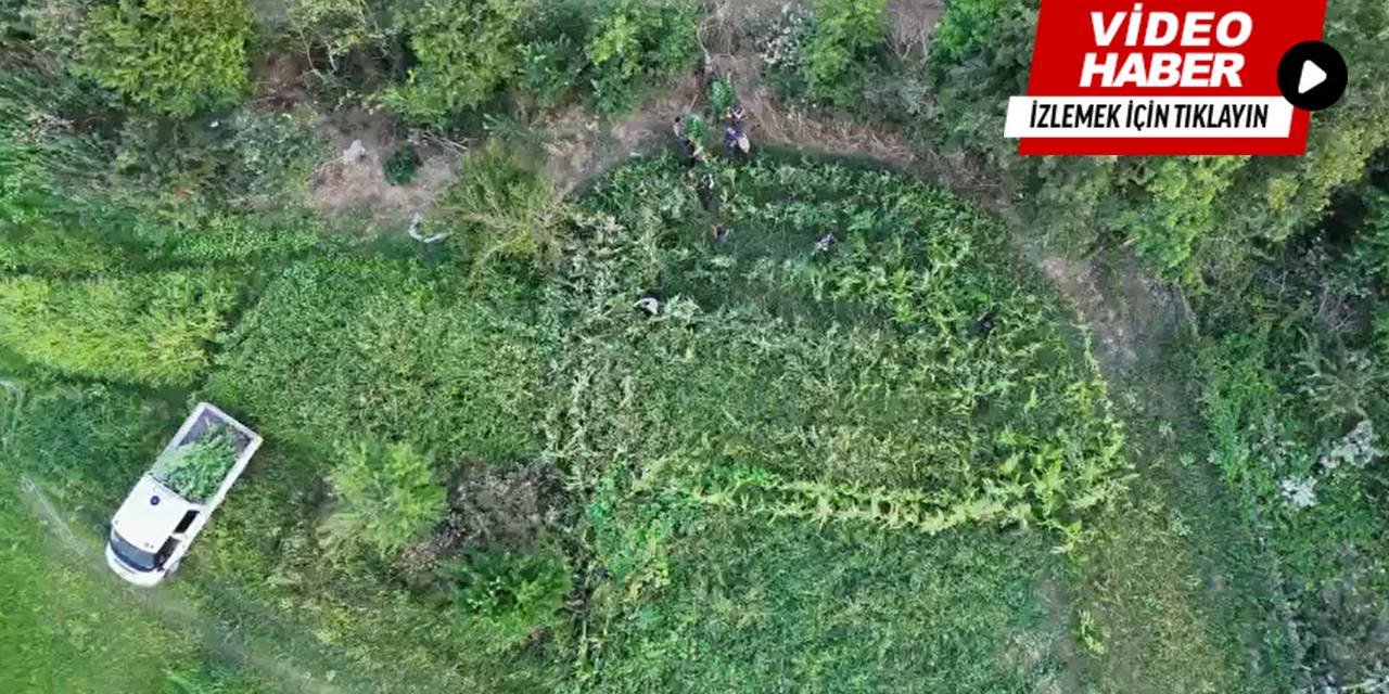 Samsun’da kenevir operasyonu dron kamerasında