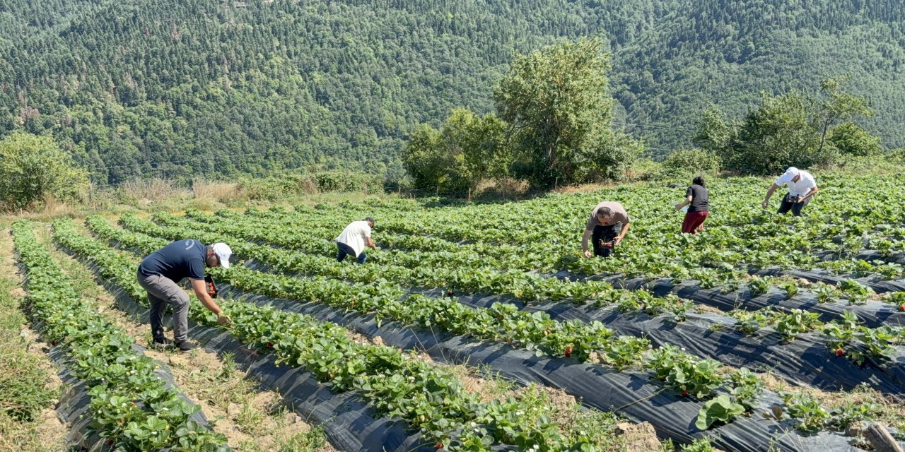 Samsun'da yüksek rakımda böğürtlen yetiştiriliyor