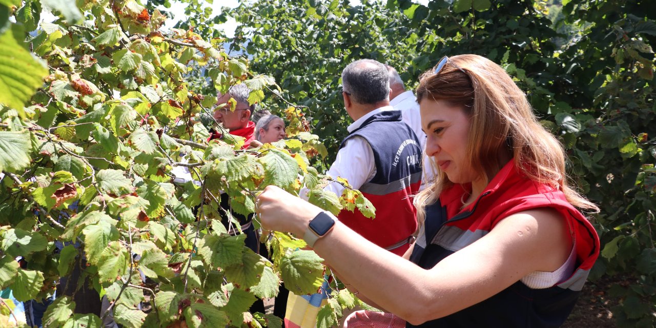 Samsun'da fındıkta 115 bin ton rekolte bekleniyor
