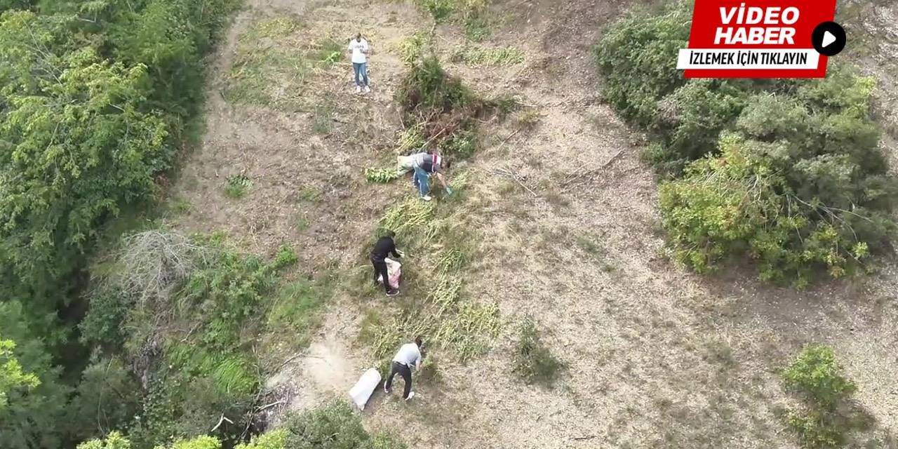 Samsun'da 138 kilogram esrar ve 1757 kök kenevir ele geçirildi