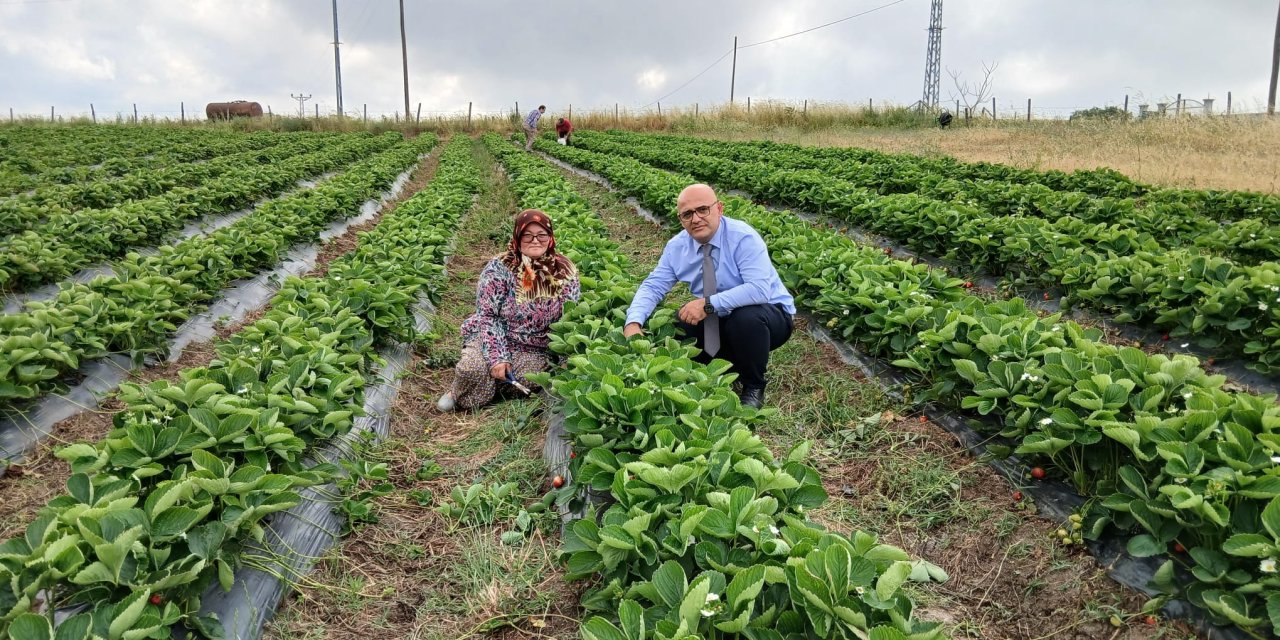 Engiz çileği üreticilerin gelirine katkı sağlıyor