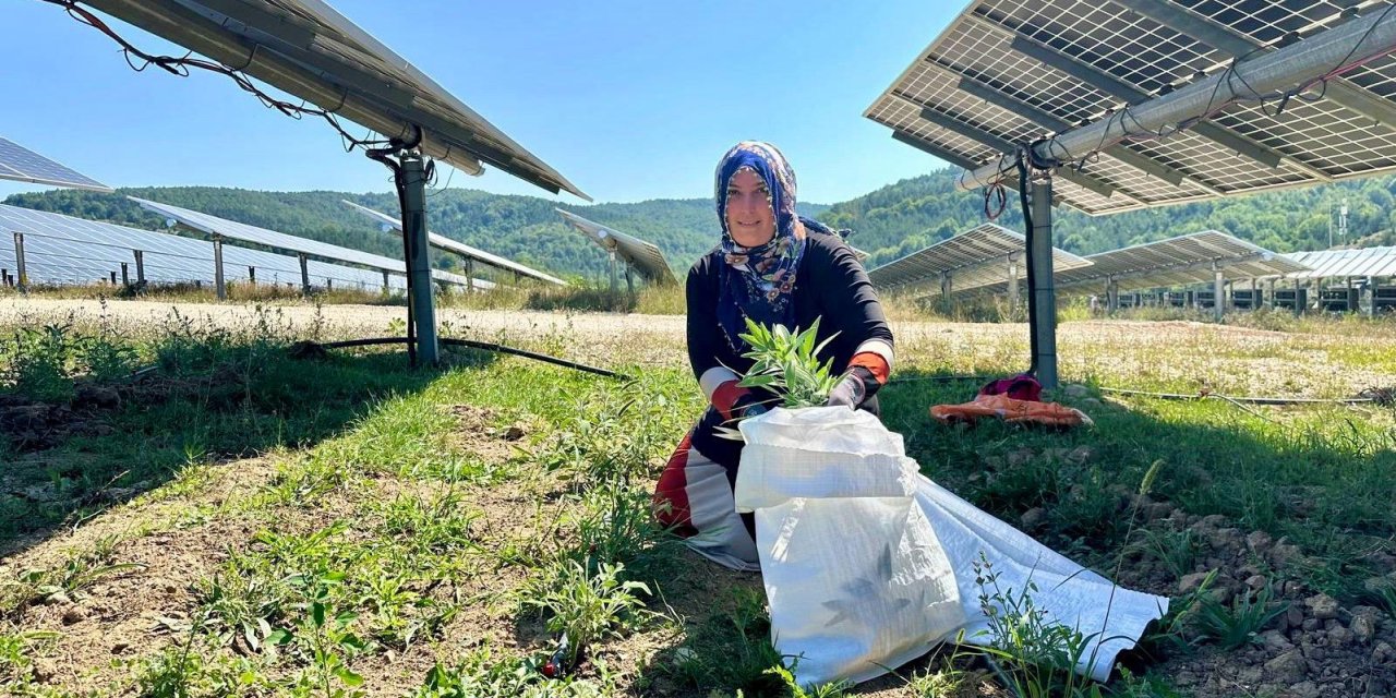 Ladik GES'te agrivoltaik tarımda hasat zamanı