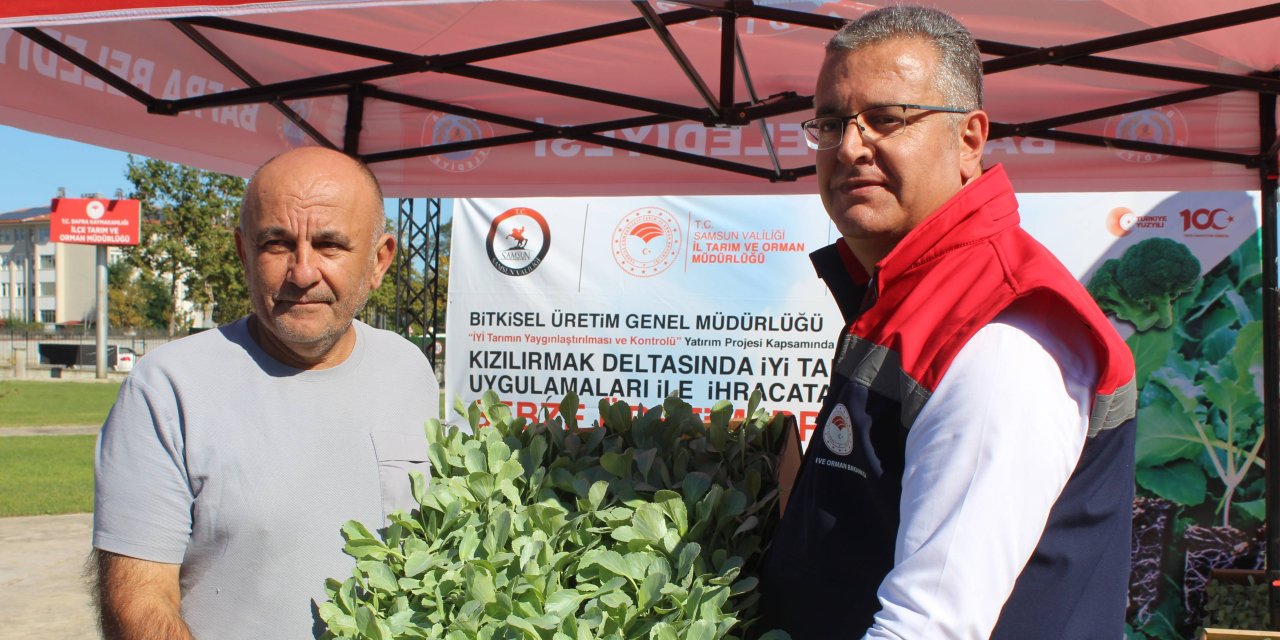 Üreticilere kışlık sebze fidesi dağıtıldı