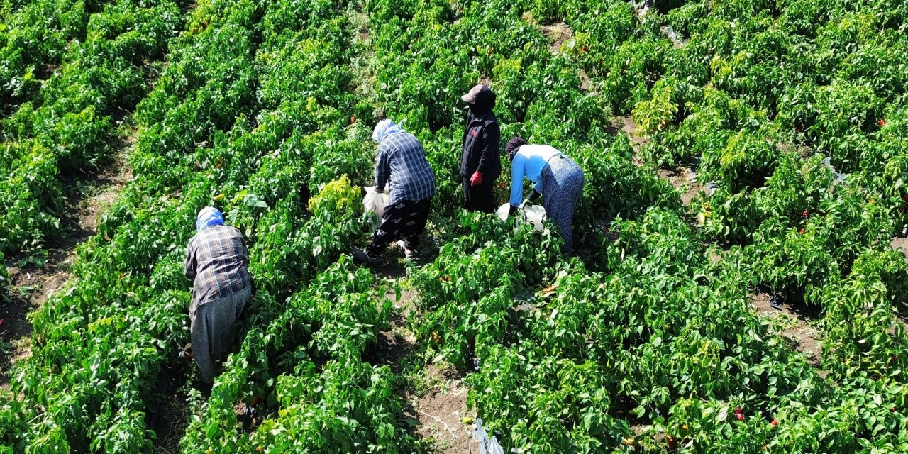 Bafra Ovası'nda kapya biber hasat etkinliği yapıldı
