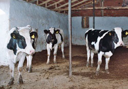 Kooperatiflere 20 milyon kredi