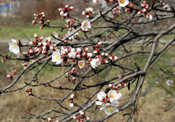 Badem ağaçları erken açıldı