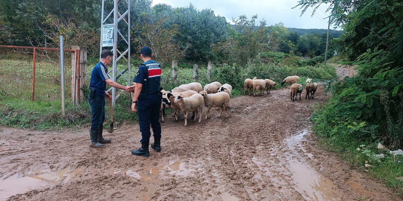Kaybolan 17 küçükbaş hayvanı jandarma buldu