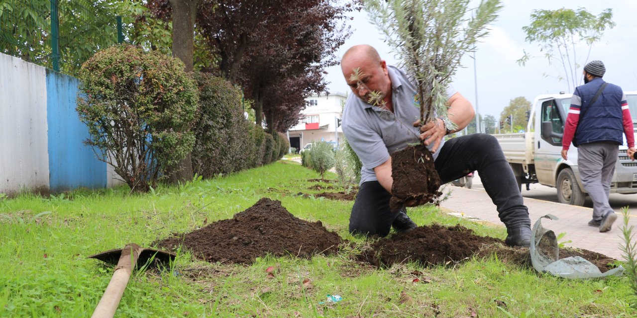 Belediye serasında yetiştirilen lavantalar toprakla buluşuyor