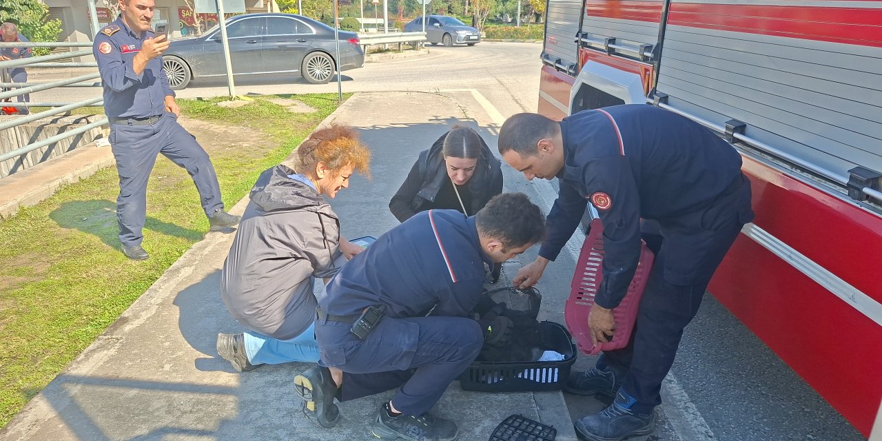 Duvarın arasına sıkışan kedi yavrusu kurtarıldı