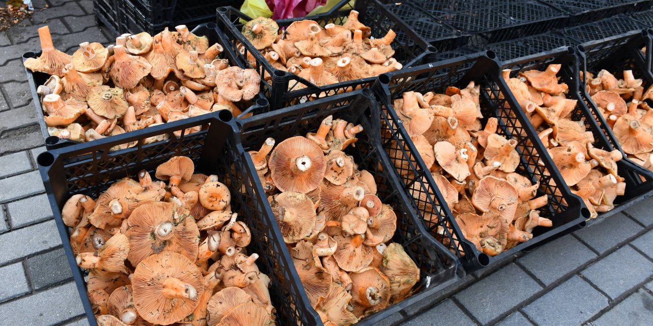 Vezirköprü'de Kanlıca mantarı sezonu başladı