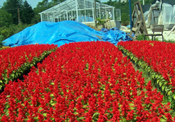 Ordu çiçeklendirildi