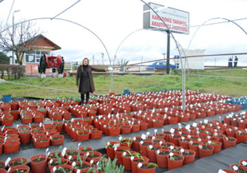 Kayıp lale aranmakta