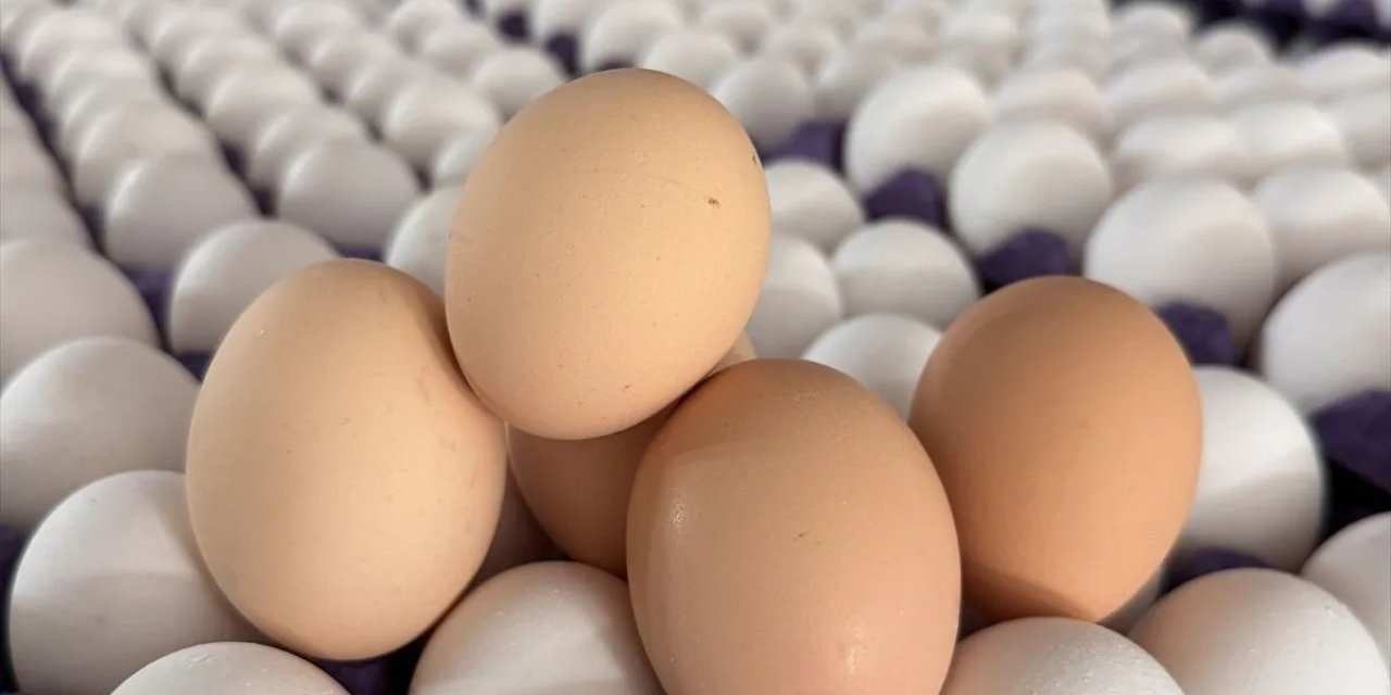 Türkiye'nin yumurta ihracatı dikkat çekti