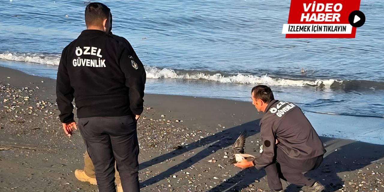Gökdoğan avlamak isteyen 2 kişi suçüstü yakalandı