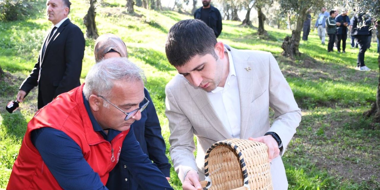 Samsun'da zeytin hasadı yapıldı
