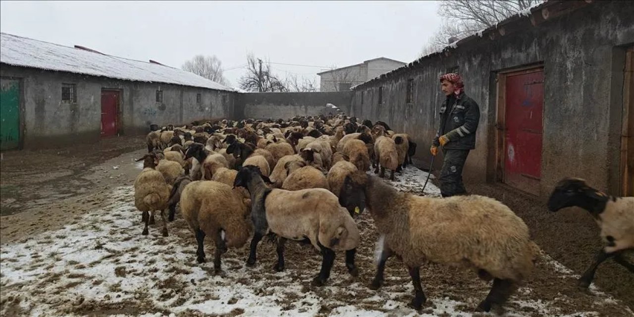 Hayvancılıkta yetiştiricilere 52,5 milyar lira destek sağlanacak