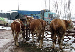 300 adet gebe düve dağıtıldı