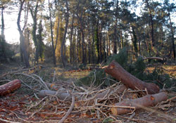Çürüyen ağaçlar keseliyor