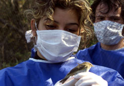 Göçmen kuşlara halka takıldı