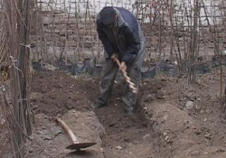 Çiftçiler soğuk havaya karşı uyarıldı