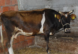 Hayvanlar şap hastalığına karşı aşılandı