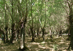 Subasar ormanları rehabilite edilecek