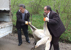 Sokak köpekleri karantinaya alındı