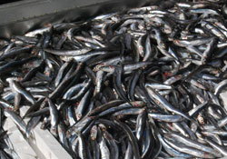 Hamsi sezonu bitiyor