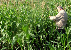 Silajlık mısır ekimi artıyor