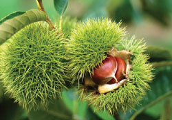 Genetik tesis kurulacak