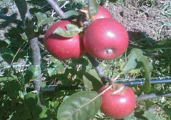 Ziraatçılar bayilik sınavına girecek