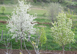 Samsunlu üreticilere 'Zirai Don' uyarısı