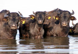 Manda varlığı azalıyor