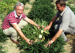 Pepinoda bizden oldu