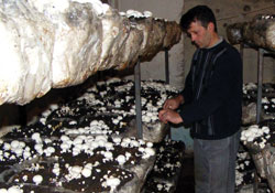 Para kültür mantarında