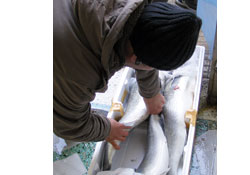 Levrek balıkçının yüzünü güldürdü