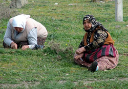 Madımak bolluğu sevindirdi