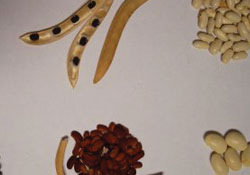 Fasulye tohumunu çaldılar