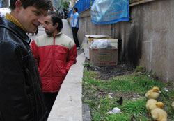 Pekin ördekleri rağbet görüyor