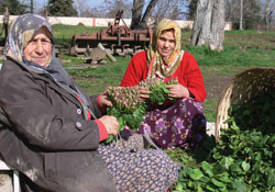 Ispanak üreticisinin yüzü gülüyor
