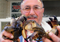 Yengecin tanesi 2 TL