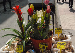 Samsun'da lale devri başladı