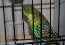 Evin psikolojik doktoru evcil hayvanlar