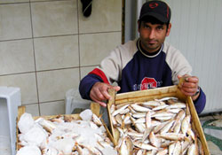 Av yasağı kıyı balıkçılarına yaradı