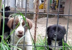 Köpekler sokaklara terk ediliyor