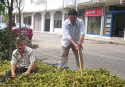 Fındıkta rekolte düşük olacak