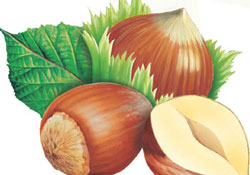 Fındık 5 dolara ihraç edilecek