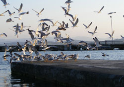 Samsun Limanında martılar