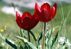 Kayıp laleler aranıyor