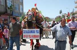 Yol için deve kurban edildi